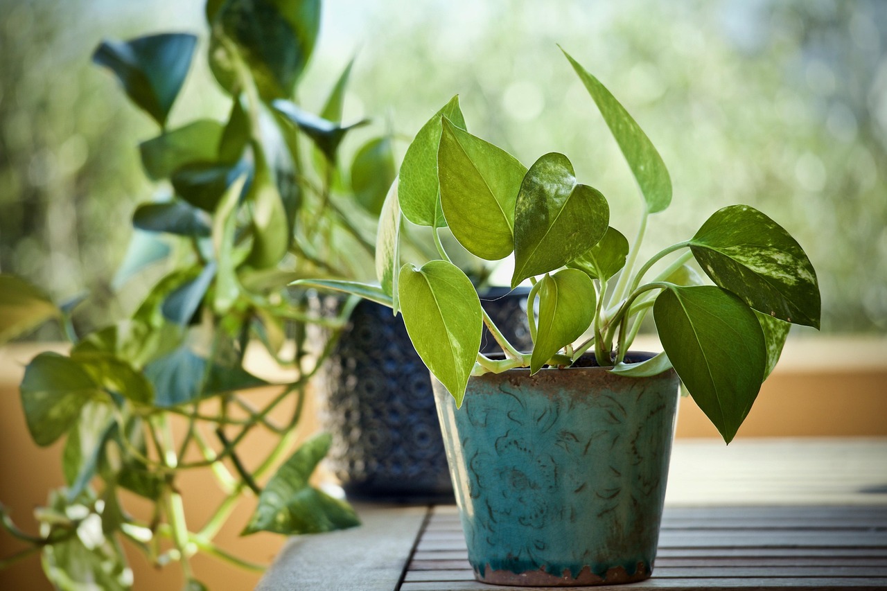 Pothos verde rigoglioso in un ambiente luminoso, ideale per crescere fitto e sano.