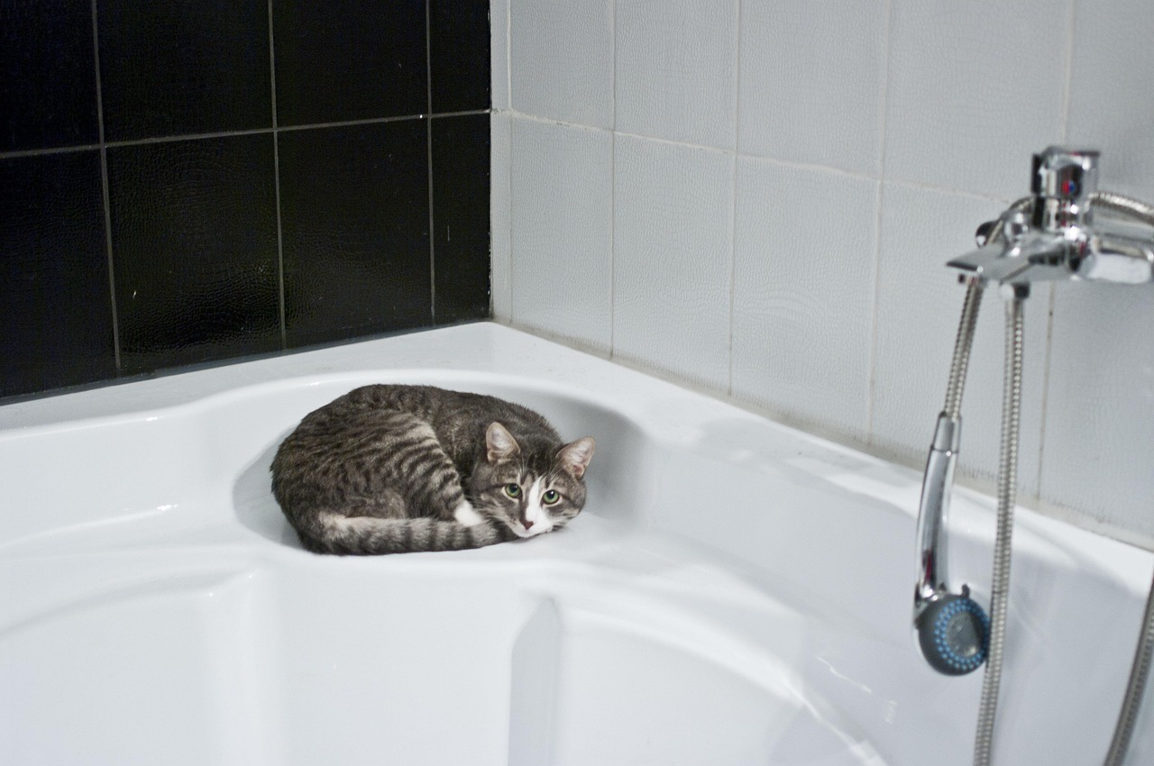 Gatto che segue il proprietario in bagno, simboleggiando affetto e curiosità.