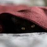 Gatto che si nasconde tra le coperte, segno di stress o semplice riposo.