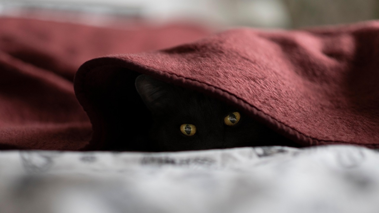 Gatto che si nasconde tra le coperte, segno di stress o semplice riposo.