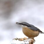 Uccellini affamati che mangiano semi in un giardino innevato durante l'inverno.
