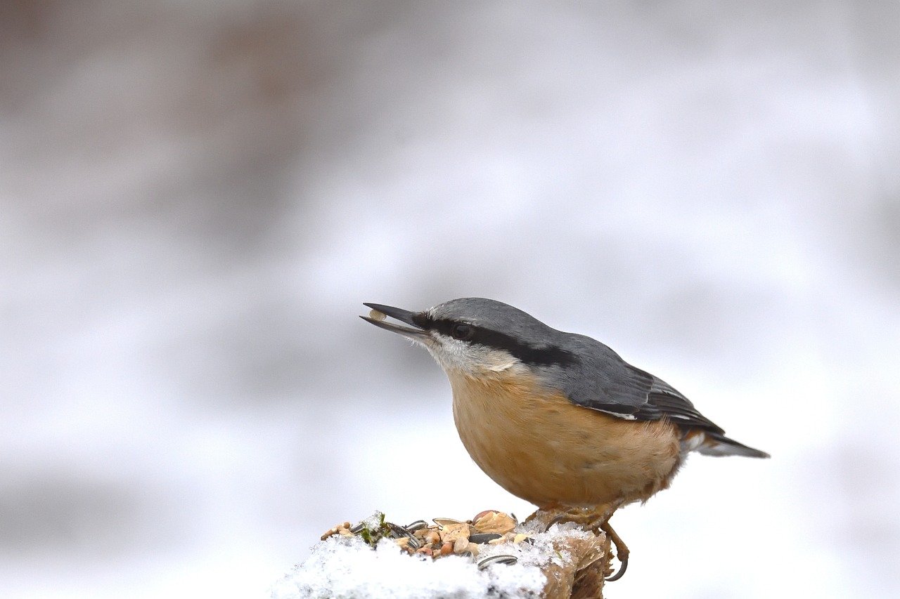 Uccellini affamati che mangiano semi in un giardino innevato durante l'inverno.