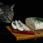 Lista degli alimenti pericolosi da evitare per la salute del gatto.