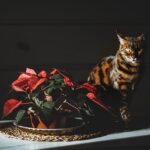 Gatto curioso vicino a piante tossiche, simbolo di pericolo per gli animali domestici.