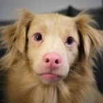 Golden Retriever giocherellone con il suo nuovo proprietario in un parco.