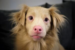Golden Retriever giocherellone con il suo nuovo proprietario in un parco.
