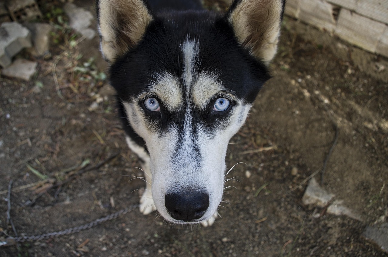 Cane che guarda intensamente il suo padrone, esprimendo affetto e attenzione.