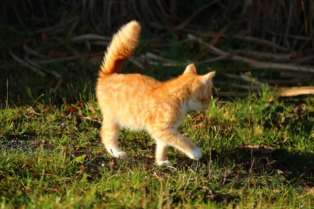 Il movimento della coda del gatto: cosa significa secondo la nonna