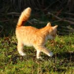 Coda di un gatto in movimento, simbolo di emozioni e stati d'animo secondo la saggezza della nonna.