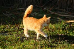 Coda di un gatto in movimento, simbolo di emozioni e stati d'animo secondo la saggezza della nonna.