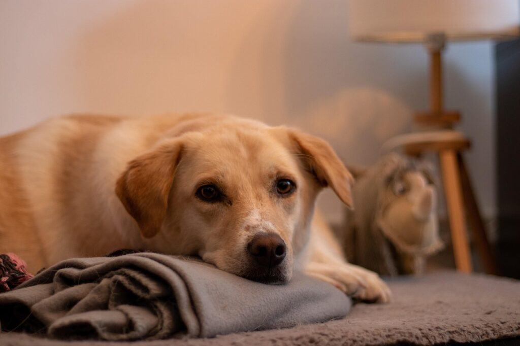 Cane da solo in casa per troppe ore: ecco cosa rischi
