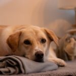 Cane triste e solo in casa, riflette i rischi di solitudine prolungata.