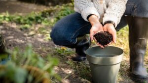 Un vaso di piante verdi con terriccio arricchito da fondi di caffè, evidenziando il metodo di concimazione.