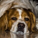 Cane che vomita schiuma bianca, illustrazione delle possibili cause della condizione.