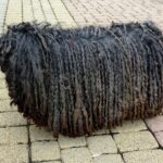 Cane che perde pelo, con focus su pelo sparso su pavimento e visibile preoccupazione del proprietario.