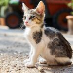 Gatto con pelo a chiazze che mostra segni di perdita; consultare il veterinario per possibili problemi di salute.