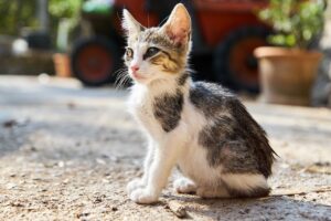 Gatto con pelo a chiazze che mostra segni di perdita; consultare il veterinario per possibili problemi di salute.