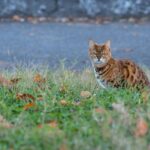 Gatto Bengala a pelo corto, con macchie distintive, seduto su un cuscino.