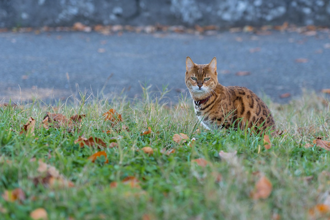 Gatto Bengala a pelo corto, con macchie distintive, seduto su un cuscino.