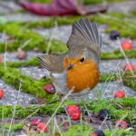 Pettirosso che mangia semi, simbolo dell'alimentazione ideale per attirare questi uccelli nel giardino.