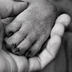 Cane che appoggia la zampa sulla gamba di un umano, esprimendo affetto e attenzione.