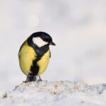 Uccellini che si nutrono di semi su un supporto in un giardino innevato.