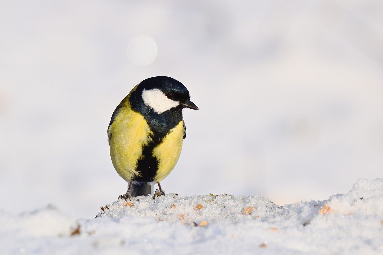 Uccellini che si nutrono di semi su un supporto in un giardino innevato.