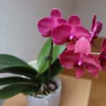 Caffè macinato versato vicino a un'orchidea in vaso, simbolo di fertilizzazione naturale.