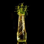 Talea di rosmarino in fase di radicazione in un vaso con terriccio.