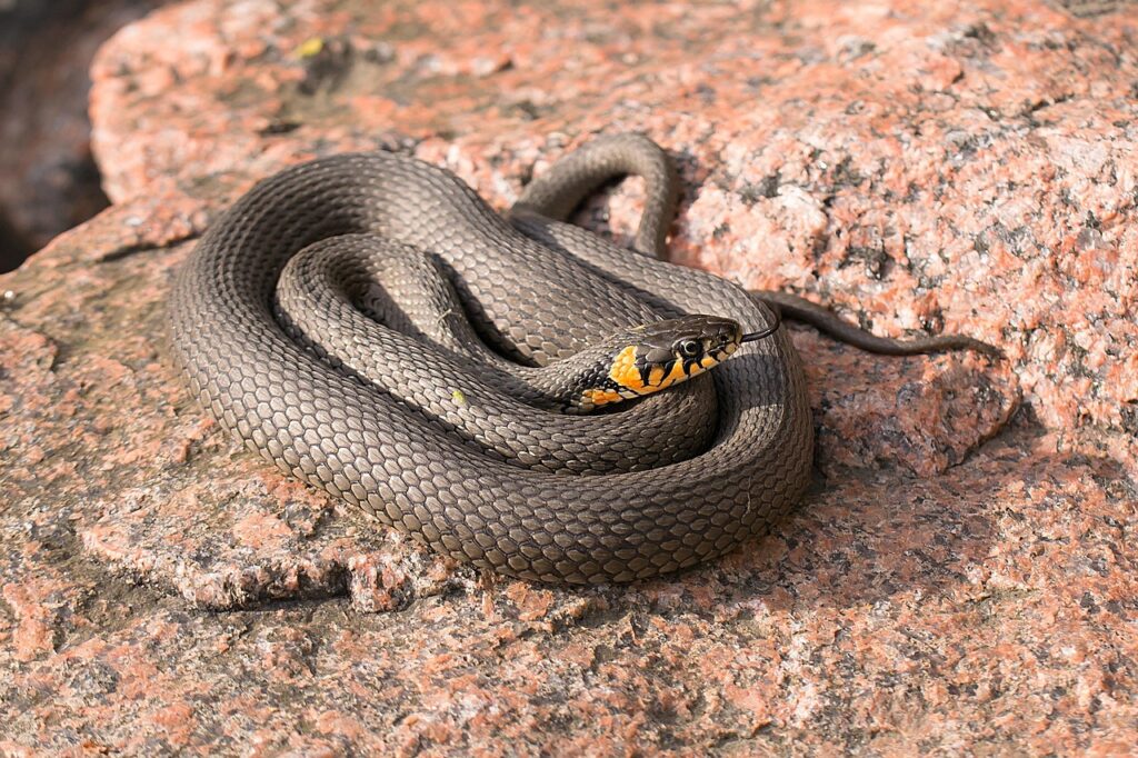 Scopri un serpente nel tuo giardino: ecco cosa significa davvero