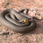 Serpente che si snoda tra le piante di un giardino, simbolo di trasformazione e rinascita.