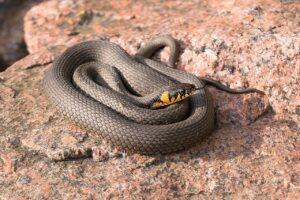Serpente che si snoda tra le piante di un giardino, simbolo di trasformazione e rinascita.