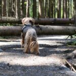 Cane che passeggia nel parco, attento a pericoli nascosti nel terreno.