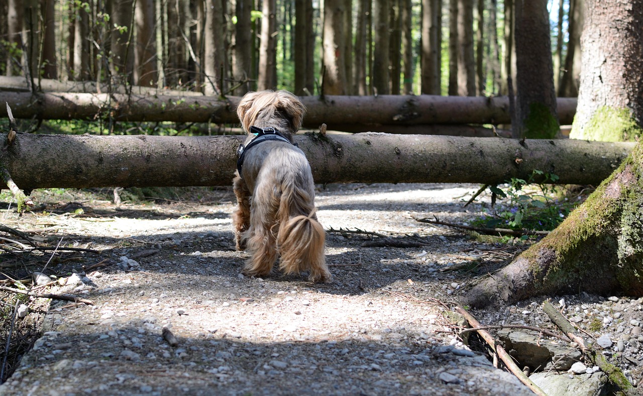 Cane che passeggia nel parco, attento a pericoli nascosti nel terreno.