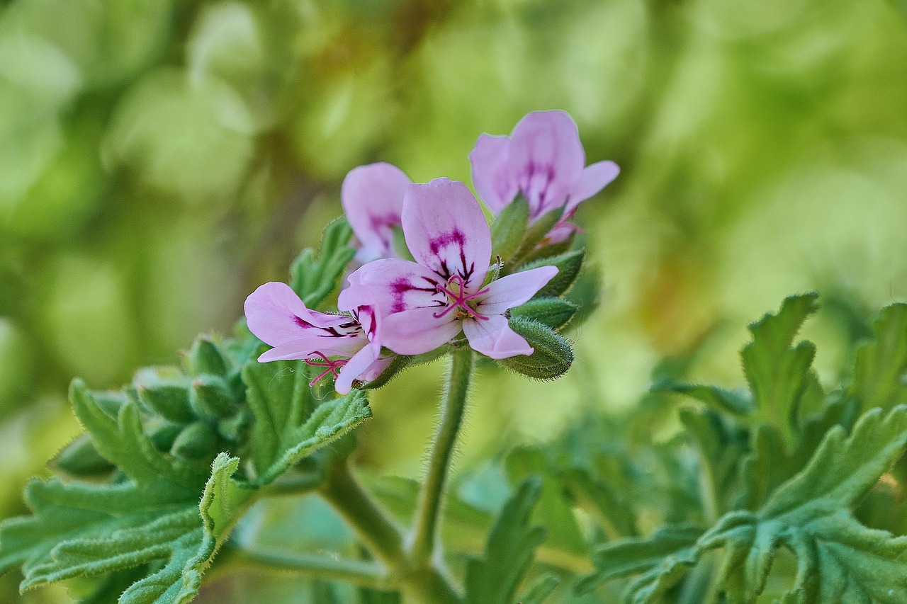 Pianta repellenti per zanzare con fiori profumati in un giardino soleggiato.