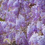 Glicine potato, con fiori viola, in un giardino soleggiato, simbolo di fioriture abbondanti.