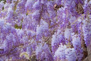 Glicine potato, con fiori viola, in un giardino soleggiato, simbolo di fioriture abbondanti.