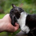 Gatto con espressione di disagio mentre viene accarezzato in un punto sensibile.