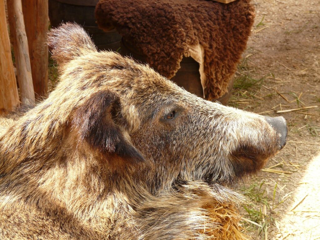La valle dell’orso bruno marsicano è l’ultimo rifugio di questo gigante gentile
