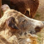 Orso bruno marsicano nel suo habitat naturale nella valle, simbolo di biodiversità e conservazione.