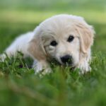 Cane che mangia erba in un prato, riflettendo comportamenti naturali e istinti.