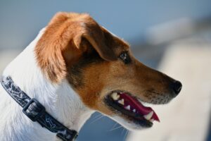 Collare per cane con difetto visibile, evidenziando il potenziale pericolo per l'animale.