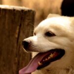 Cane felice nel prato, simbolo della longevità e salute dei cani.