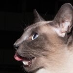 Gatto che miagola di notte, espressione di bisogno o comunicazione.