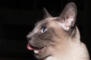 Gatto che miagola di notte, espressione di bisogno o comunicazione.