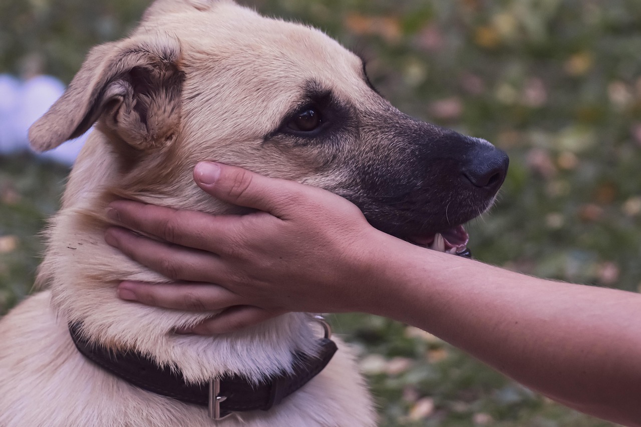 Cane felice mentre viene accarezzato da un proprietario in un ambiente sereno.