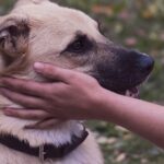 Cane felice mentre viene accarezzato sulla testa e sul collo.