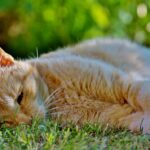 Gatto sdraiato su un pavimento fresco, in cerca di sollievo dal caldo estivo.
