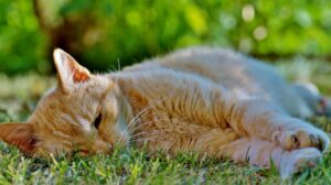 Gatto sdraiato su un pavimento fresco, in cerca di sollievo dal caldo estivo.