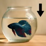 Ampolle per betta splendens: cosa evitare per non compromettere la loro vitalità quotidiana